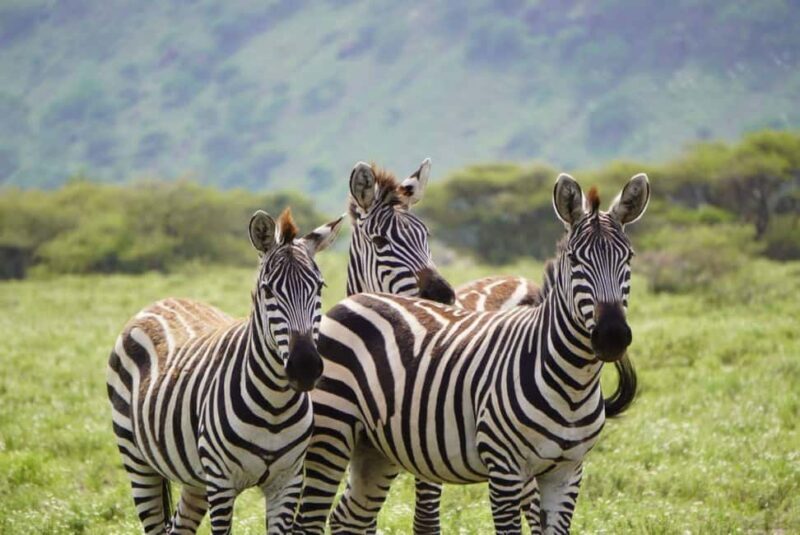 Day Trip Safari to Mikumi National. - Key Points