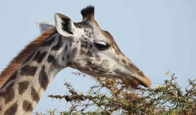Day Trip Safari to Mikumi National. - Analyzing the Value