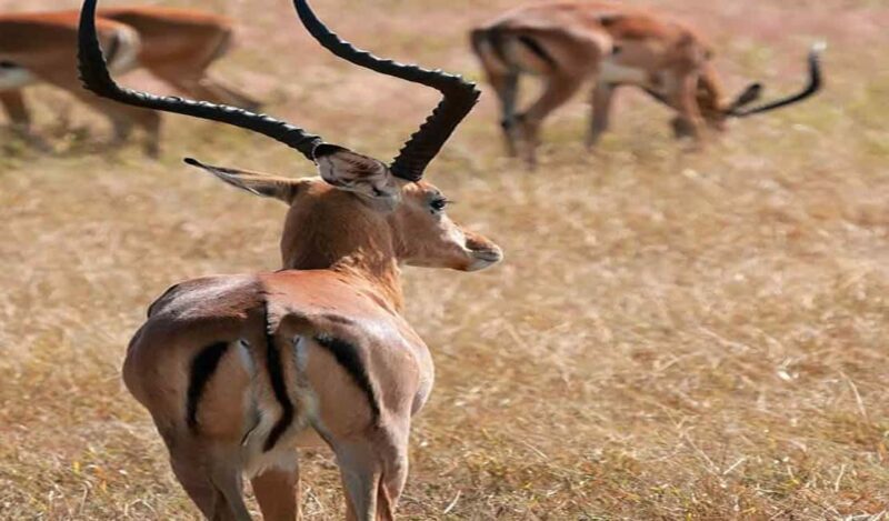 Day Trip Safari to Mikumi National. - Who Should Consider This Tour?