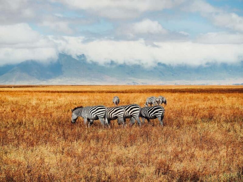Day trip safari to Ngorongoro Crater - Key Points