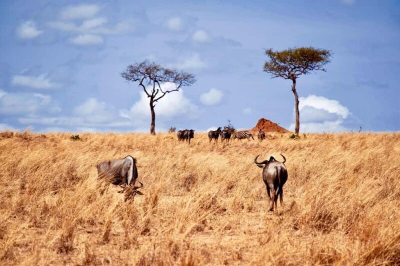 Day trip safari to Ngorongoro Crater - What to Expect on Your Ngorongoro Crater Day Trip