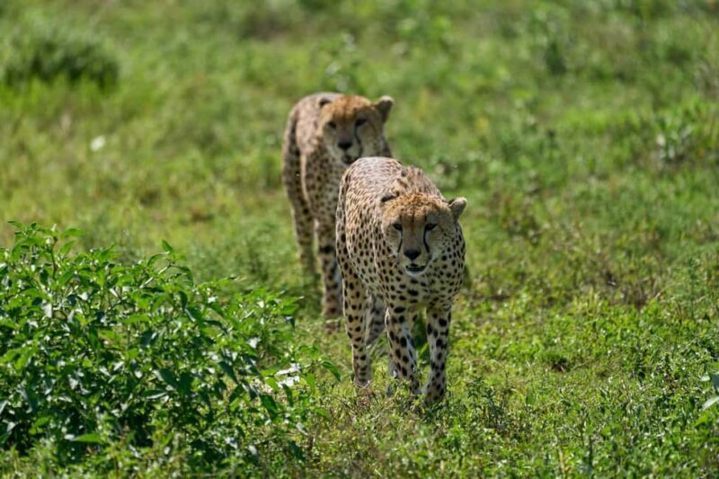 Day trip safari to Ngorongoro Crater - Transportation and Group Size