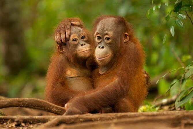 Day Trip Sepilok Orang-utan And City Tour (Flight Excluded) - Key Points