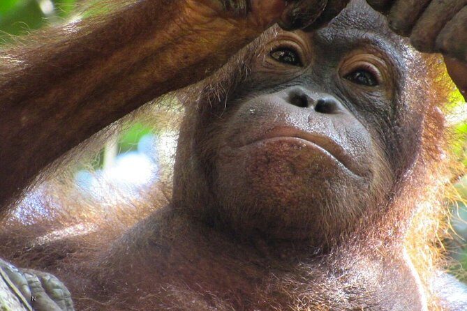 Day Trip Sepilok Orang-utan And City Tour (Flight Excluded) - FAQ