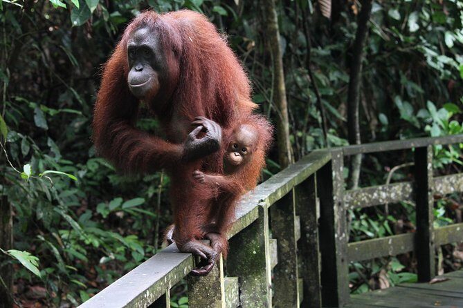 Day Trip Sepilok Orang Utan & Proboscis Monkey (Flight Excluded) - An In-Depth Look at the Full-Day Wildlife Tour