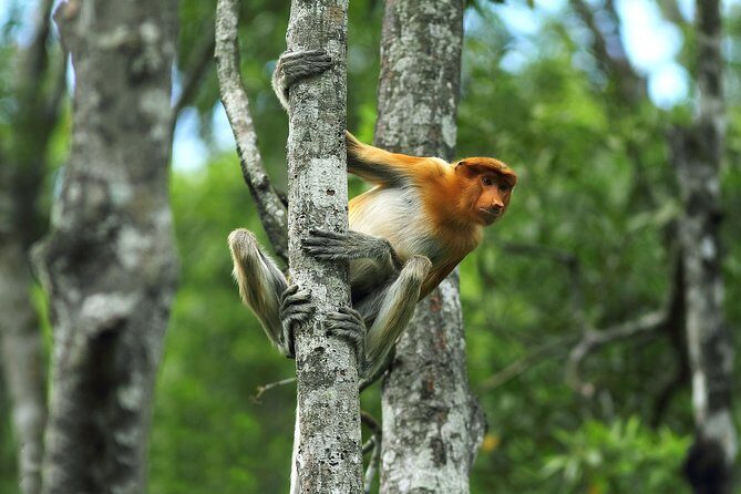 Day Trip Sepilok Orang Utan & Proboscis Monkey (Flight Excluded) - Final Thoughts: Who Should Consider This Tour?