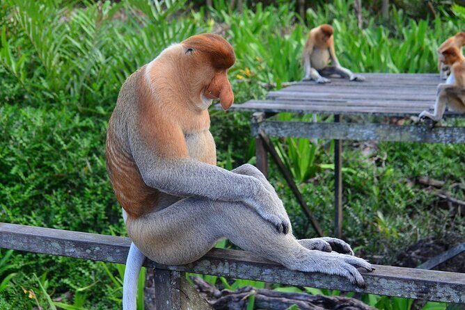 Day Trip Sepilok Orang Utan & Proboscis Monkey (Flight Excluded) - FAQ