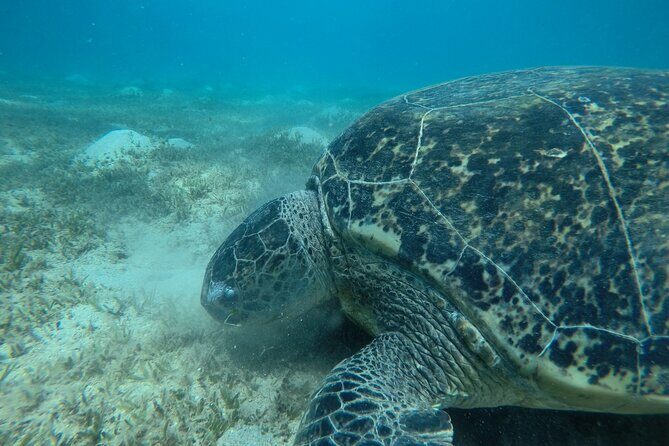 Day trip Snorkel or Dive with Dugong and Turtles - An In-Depth Look at the Experience