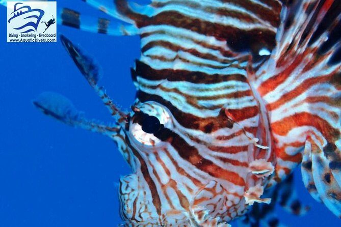 Day trip Snorkel or Dive with Dugong and Turtles - Final Thoughts