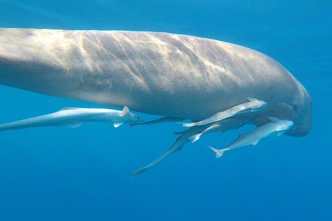 Day trip Snorkel or Dive with Dugong and Turtles - FAQ