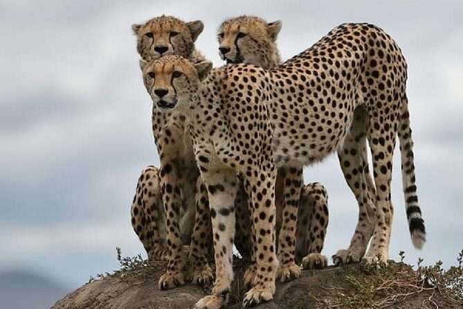 day trip tarangire - FAQ