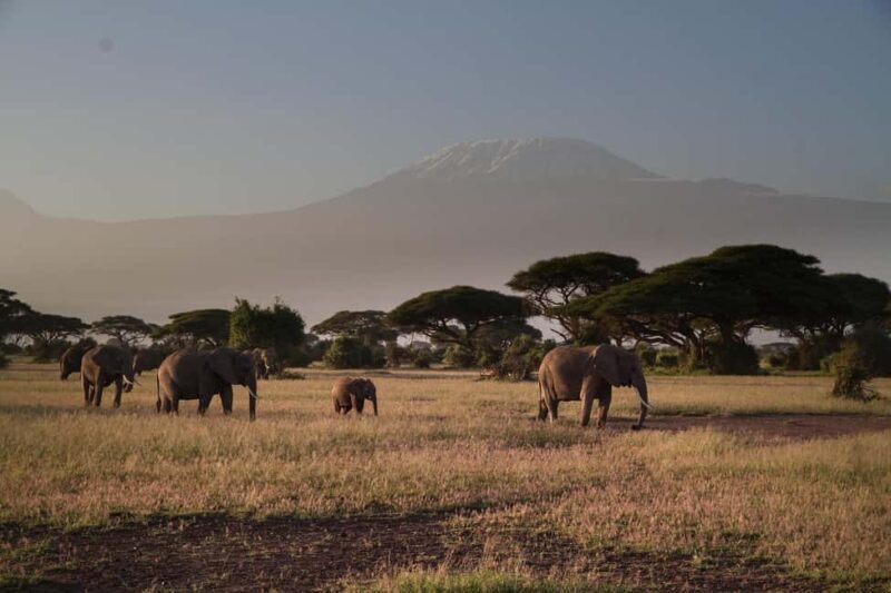 Day Trip to Amboseli National Park from Nairobi - The Journey Begins: Early Morning Departure from Nairobi