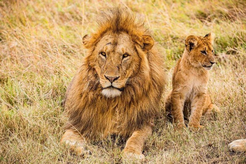 Day Trip to Amboseli National Park from Nairobi - Mid-morning: Game Drive & Wildlife Watching