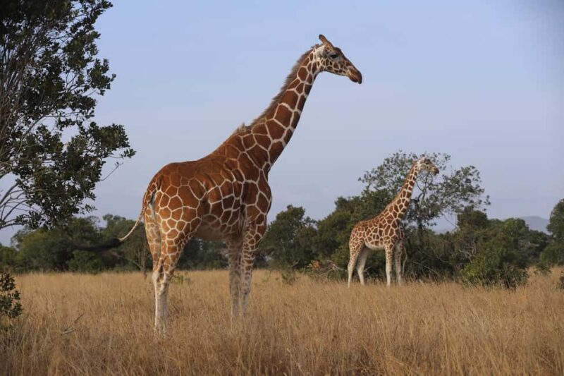Day Trip to Amboseli National Park from Nairobi - Afternoon: More Game Drives & Photographic Opportunities