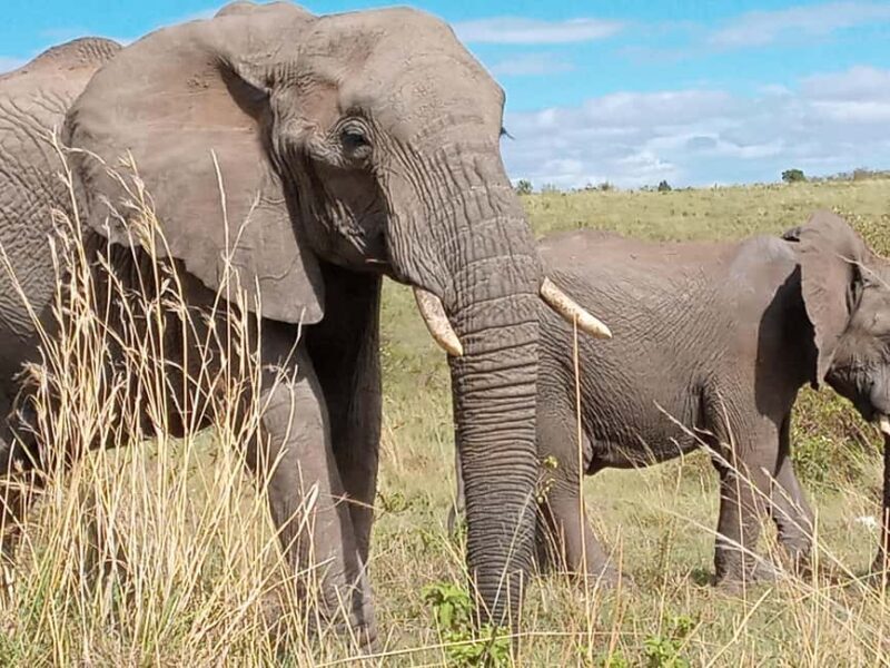 Day Trip to Amboseli National Park from Nairobi. - Key Points
