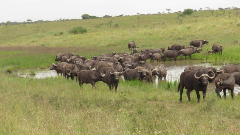 Day Trip to Amboseli National Park from Nairobi. - The Itinerary: What to Expect