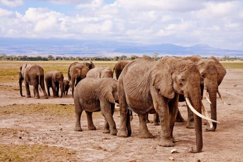 Day Trip to Amboseli National Park From Nairobi ( Private) - What Makes This Tour Stand Out?