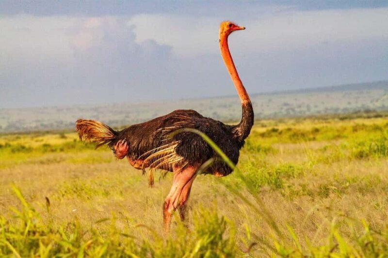 Day Trip to Amboseli National Park From Nairobi ( Private) - Authentic Experiences and Real Traveler Insights