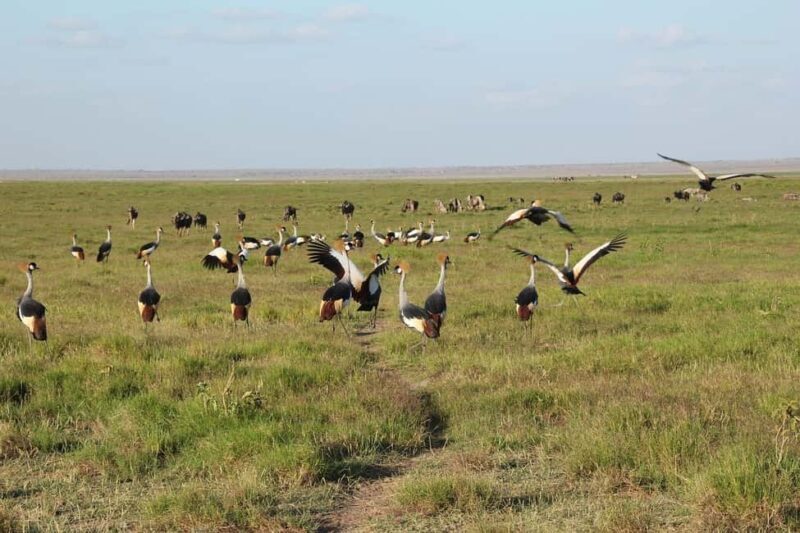 Day Trip to Amboseli National Park From Nairobi ( Private) - The Sum Up: Who Is This Tour Best For?