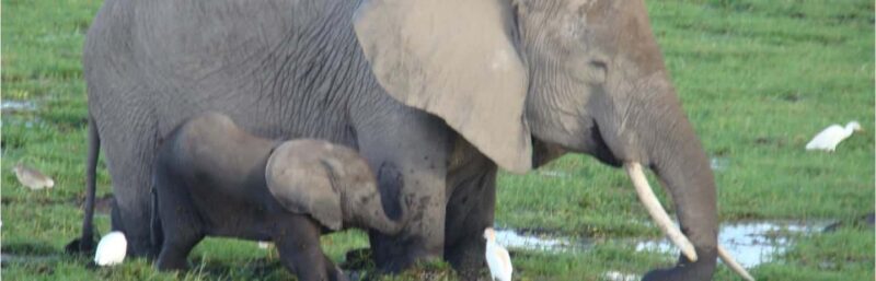 Day trip to Amboseli National park from Nairobi - Key Points