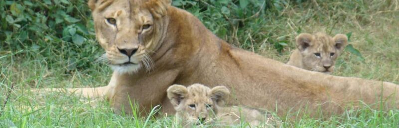 Day trip to Amboseli National park from Nairobi - An Inside Look at the Amboseli Safari Experience