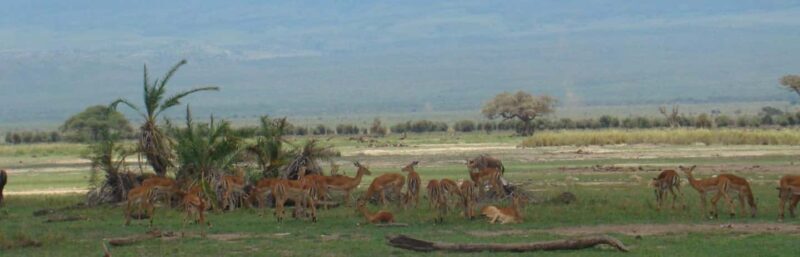 Day trip to Amboseli National park from Nairobi - Who Is This Tour Best For?