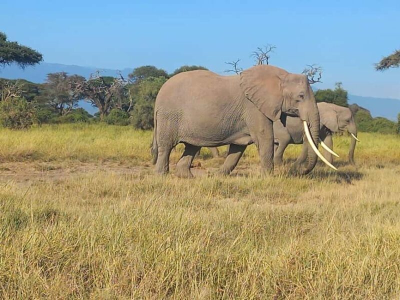 Day trip to Amboseli National park from Nairobi - Detailed Breakdown of the Experience