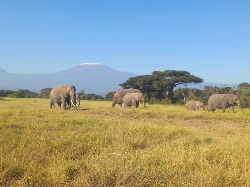 Day trip to Amboseli National park from Nairobi - Final Thoughts