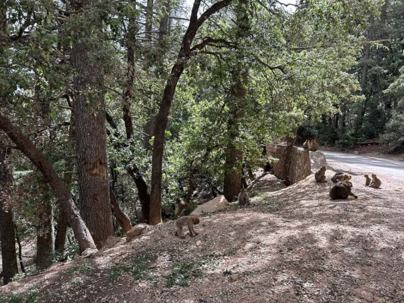 Day Trip to Atlas Mountains Cedars Forest azrou ifrane caves - Key Points