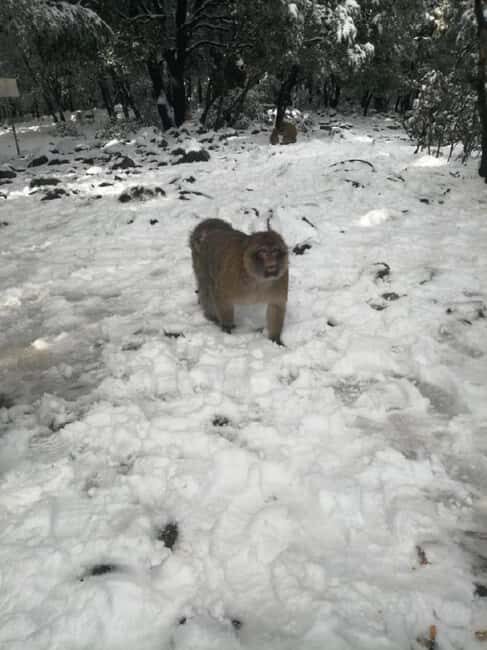 Day Trip to Atlas Mountains Cedars Forest azrou ifrane caves - The Sum Up