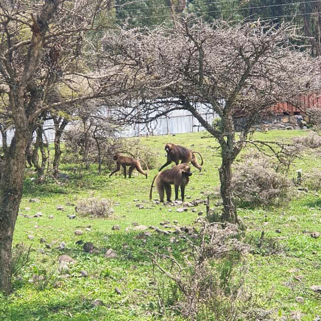 Day trip to Debre Libanose and Portuguese Bridge. - An In-Depth Look at the Tour Itinerary