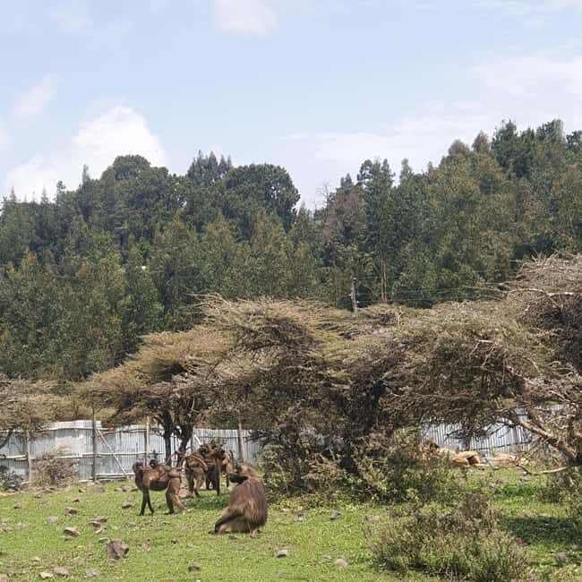 Day trip to Debre Libanose and Portuguese Bridge. - Who Should Consider This Tour?
