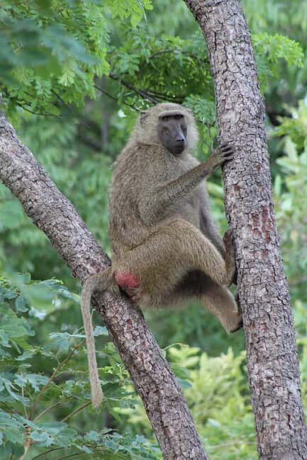 Day Trip to Dodi Island - Key Points