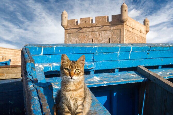 Day trip to essaouira from marrakech - A Practical Guide to the Marrakech to Essaouira Day Trip