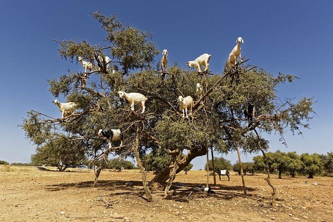 Day trip to essaouira from marrakech - Real Traveler Perspectives