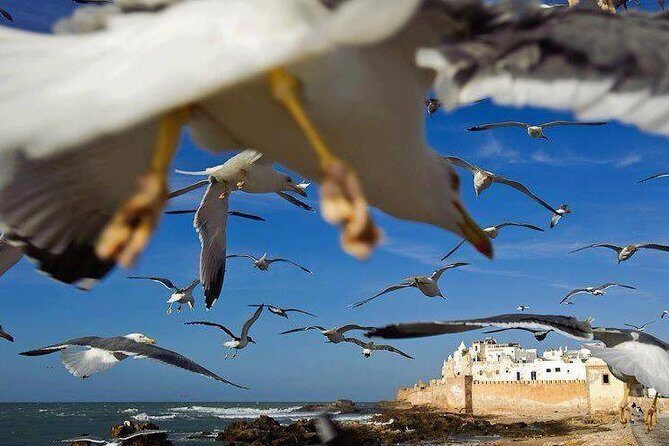 Day trip to Essaouira the portuguese town from Agadir or Taghazout - The Sum Up: Who Should Consider This Tour?