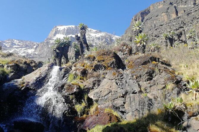 Day Trip to Kilimanjaro National Park - An In-Depth Look at the Kilimanjaro Day Trip