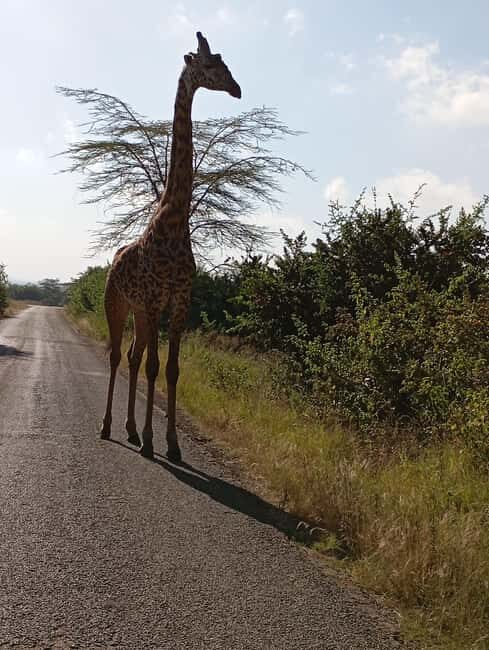 Day Trip to Lake Nakuru National Park from Nairobi - Exploring the Itinerary in Detail