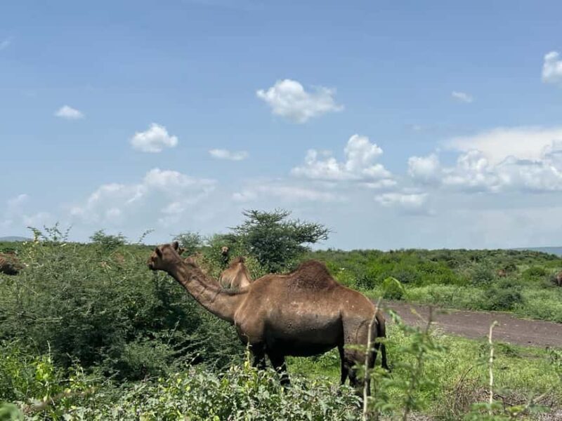 Day Trip to Melka Kunture, Adadi Maryam and Tiya - Introduction: A Day of Ethiopia’s Deep Past