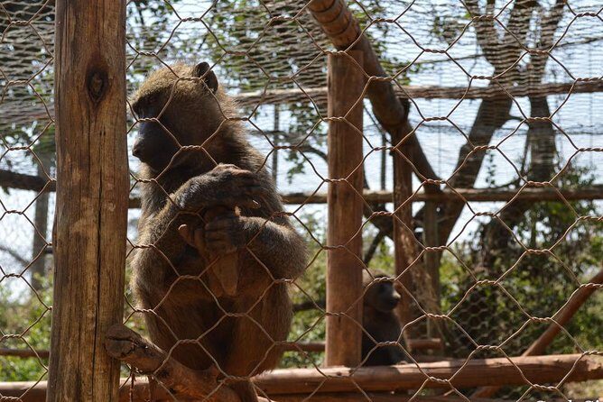 Day Trip To Menagesha Suba Forest - The Sum Up