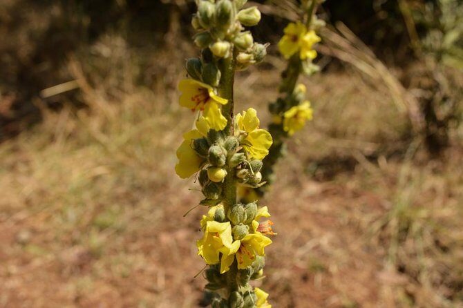 Day Trip To Menagesha Suba Forest - FAQs