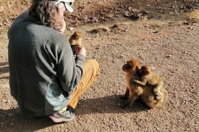 Day Trip to Middle Atlas Mountain and Berber Villages from Fes - Price and Value