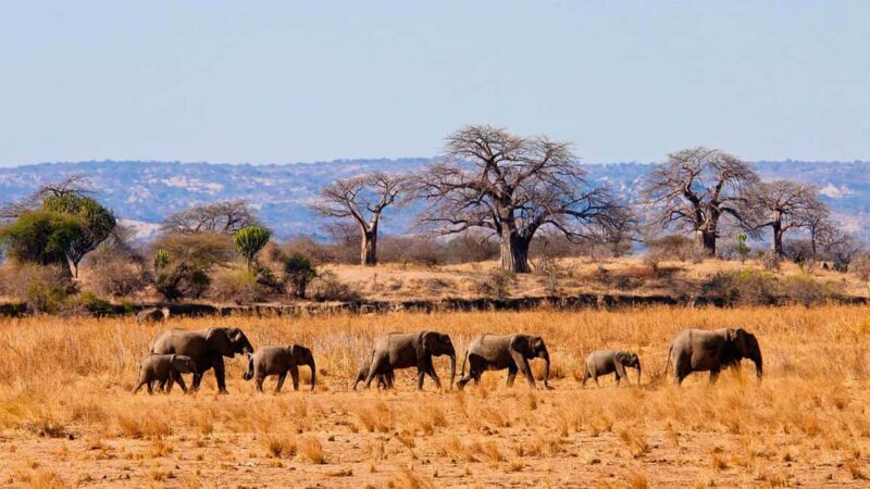 Day trip to mikumi national park adventure - A Detailed Look at the Mikumi Day Trip Experience