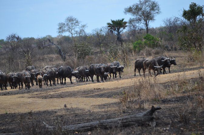 Day trip to Mikumi National Park from Dar es salaam - Who Is This Tour Best For?