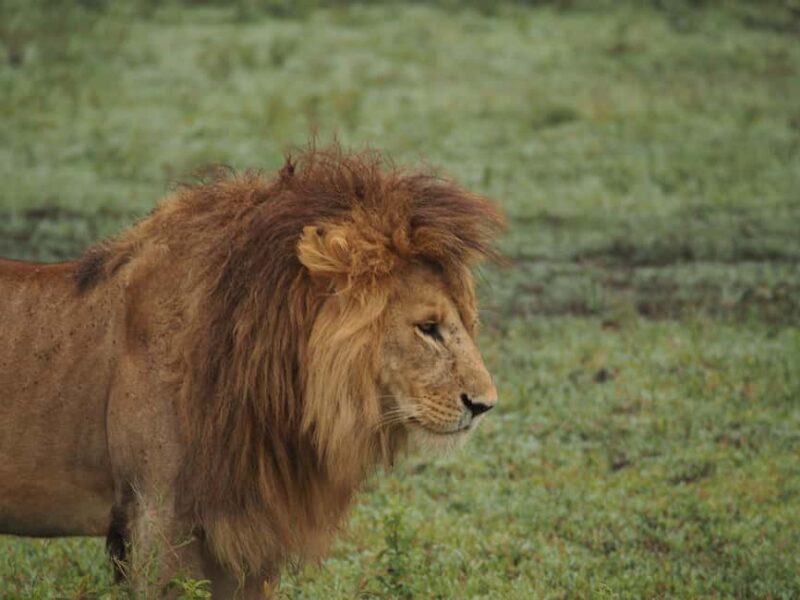 Day trip to mikumi park from Dar es salaam by luxury car - A Practical Guide to the Mikumi Day Trip