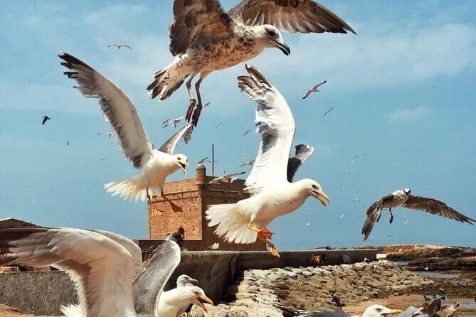 Day Trip to Mogador Essaouira City - Frequently Asked Questions