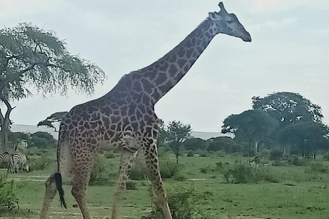 Day Trip to Mount Longonot National Park and Lake Naivasha - Introduction: What to Expect from This Day Trip