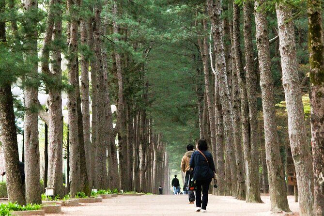 Day Trip to Nami Island with Rail bike and The Garden of Morning Calm - An In-depth Look at the Itinerary and What to Expect