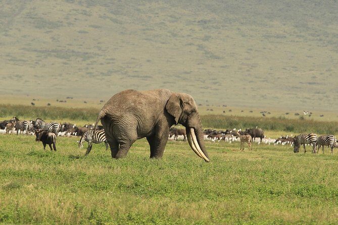 Day Trip to Ngorongoro Crater - The Experience of Guides and Scenery