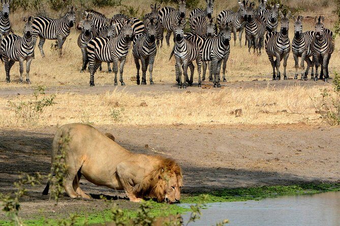 Day Trip to Ngorongoro Crater - Practical Tips for Travelers